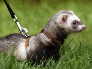 Ferret